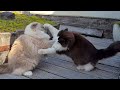 Most Fluffy Cat Fight Ever