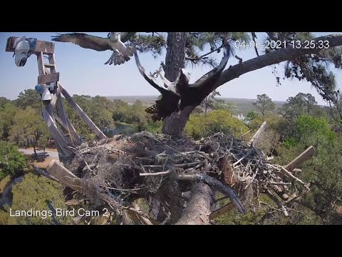 Female Osprey Defends Nest Site From Intruding Osprey In Savannah, Georgia – April 6, 2021
