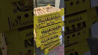 Download lagu doc pejantan bibit ayam pejantan doc PT japfa mp3