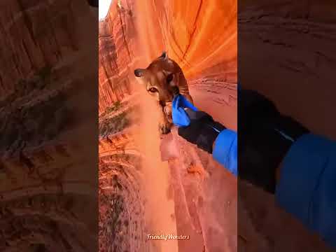 Mountain Lion Attack On Narrow Cliff 🦁#shorts