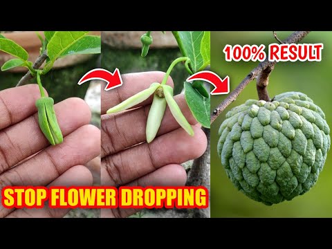 Custard Apple Not Fruiting? Sitafal Flower Dropping Solution (IN HINDI)