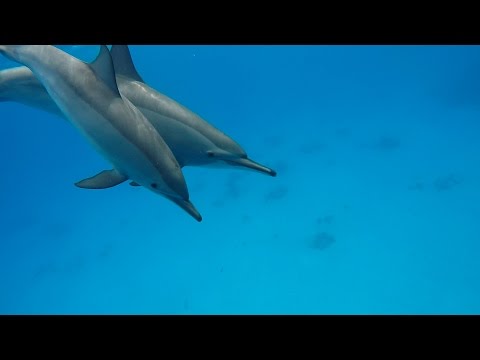 Swimming with DolphinsPod @ Marsa Alam - Samadai Reef 