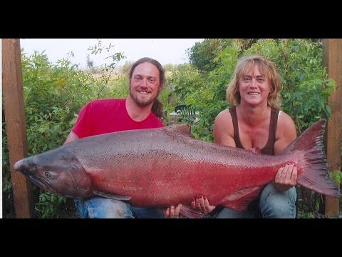 I Salmoni più Grandi del Mondo