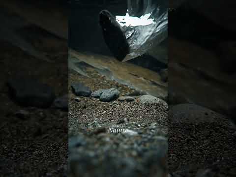 lovely❤️ like follow💗 #song #lyrics #shorts #viral #video #biel #nature