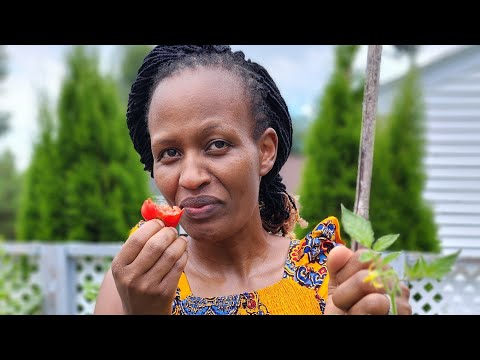 First Tomato of the season.