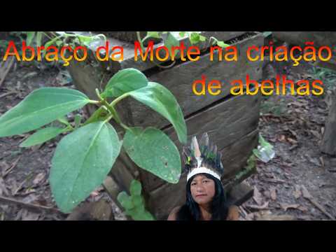 Apuí (abraço da morte) na criação de abelhas de comunidade ribeirinha amazônica. Alvarães, Amazonas.