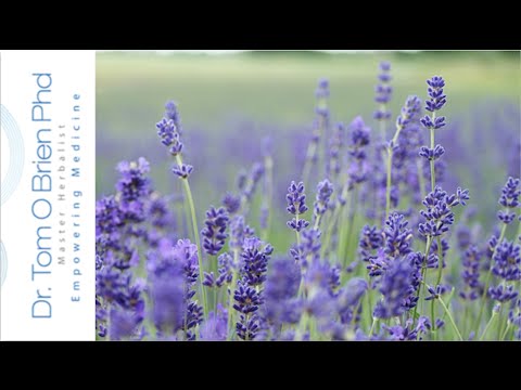 Lavender health benefits Video