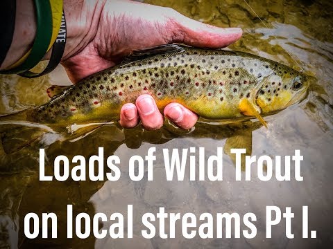 LOADS of WILD TROUT on Small Local Streams: Little Falls Trib (Pt I.)