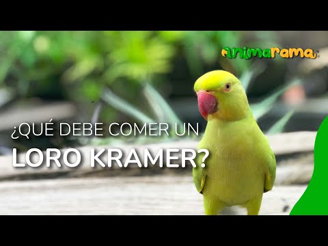 Loro Kramer alimentación de psitácidas | Criadero de aves Loro Paraíso  🦜