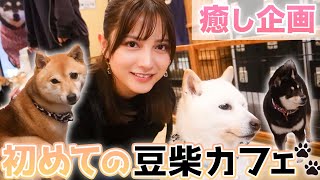 - 【犬】豆柴カフェで癒されまくった