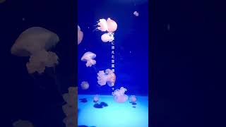 いつもの鬱を曲にした。「のにのに」 #おすすめ #エモ動画#オリジナル曲 #作詞作曲
