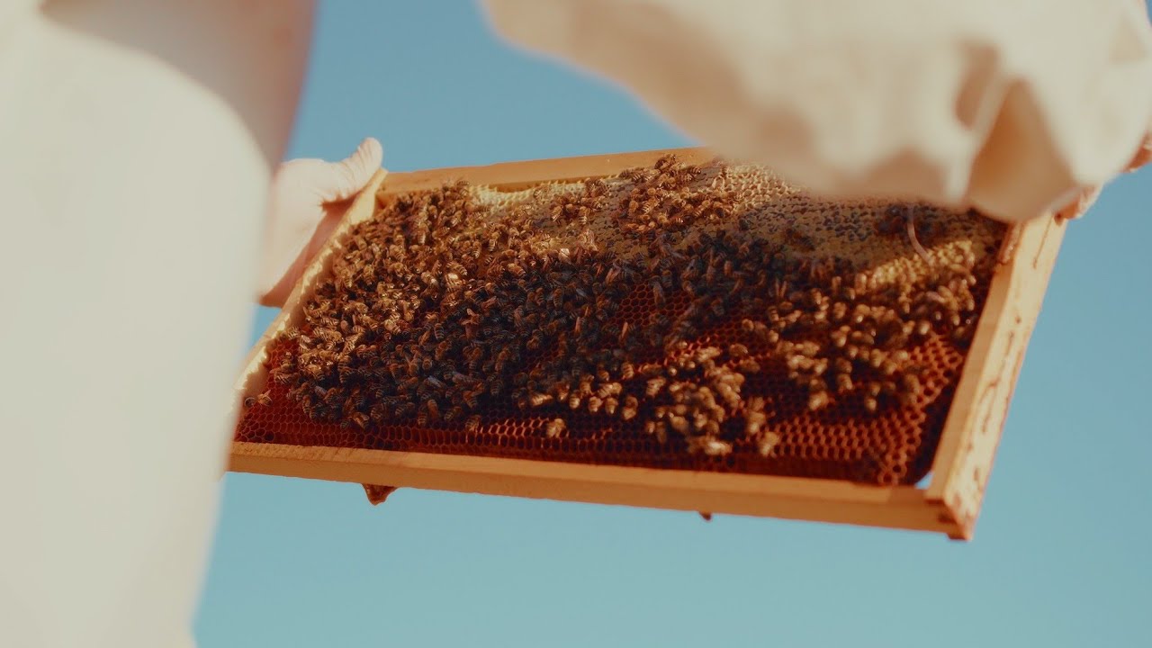 Saving Bees = Saving the Planet 🌍🐝 | #BeeDay Awareness