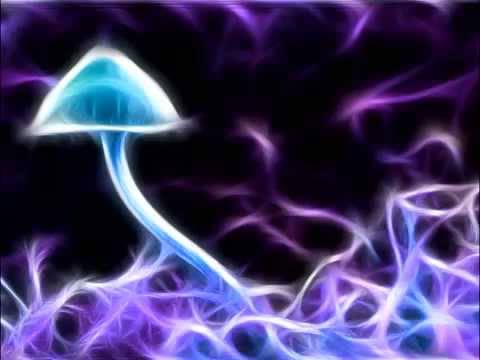 Switch Vs Evil-Dog - Round 2