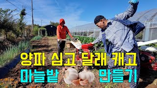 양파 심고 달래 캐고 마늘밭 만들기