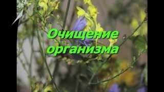 Как определить наличие паразитов в организме Как определить наличие паразитов в организме