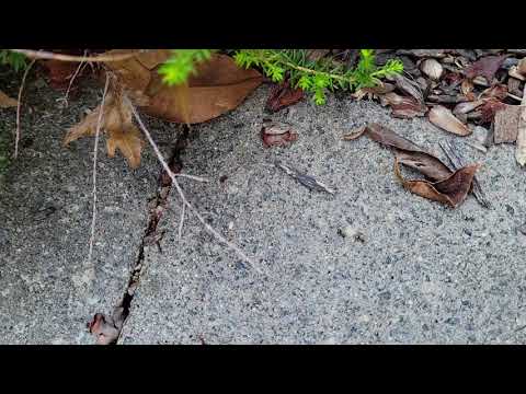 Mulch Beds Are Perfect for Ants in Hillsborough, NJ