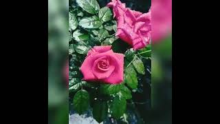 Fascination 🎶.. Al Martino🥀