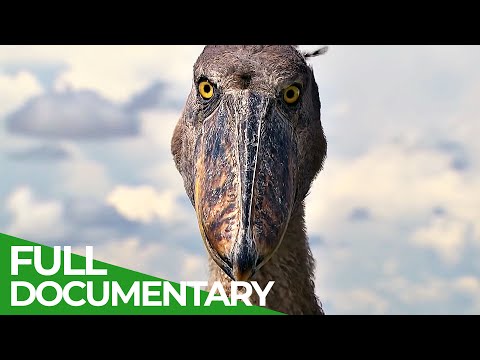 The World's Weirdest Animals