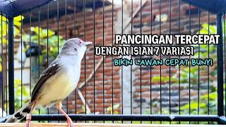 Download lagu CIBLEK GACOR NGEBREN variasi melimpah buat Pancingan Ciblek Semi bahan jadikan ciblek kristal gacor mp3 Download lagu CIBLEK GACOR NGEBREN variasi melimpah buat Pancingan Ciblek Semi bahan jadikan ciblek kristal gacor mp3
