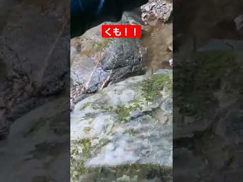 アルギロネテ、潜水蜘蛛