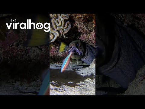 Fish Has a Close Call With Moray Eel || ViralHog