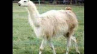 walk the llama llama
