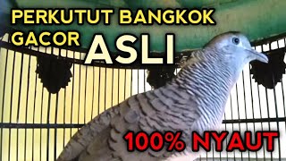 Download lagu PERKUTUT BANGKOK GACOR ASLI SUARA PALING AMPUH UNTUK PANCINGAN SEMUA PERKUTUT GACOR mp3 Download lagu PERKUTUT BANGKOK GACOR ASLI SUARA PALING AMPUH UNTUK PANCINGAN SEMUA PERKUTUT GACOR mp3