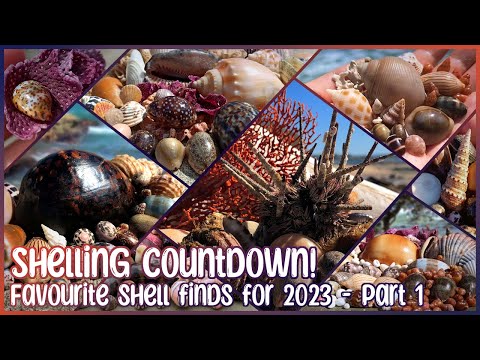 Shelling Countdown - Favourite Shell Finds of 2023 | Part 1