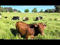 Cow Poop