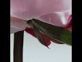 Peony & Blush Suede Classic Candle video image 0