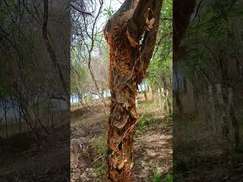 Sítio Lagedinho Riacho de Santana, Bahia 🌵