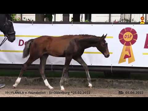 Lot 19: Stutfohlen v. Foundation x Sir Oldenburg