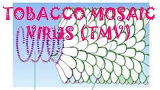 TOBACCO MOSAIC VIRUS (TMV)