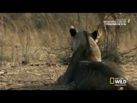 Lion Kingdom S01E02 Hunter of Giants