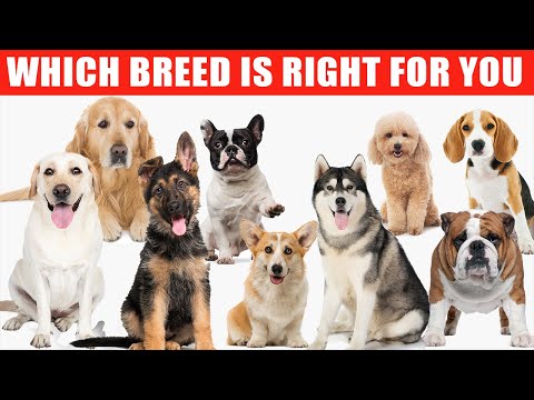 Dog Breeds: Detailed Reviews of 10 Most Popular Dogs