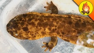 Finding Baby GIANTS?!