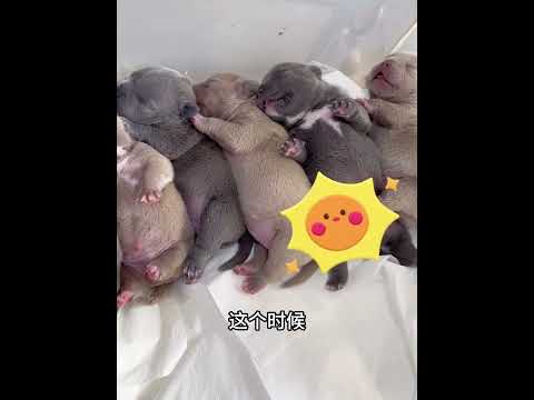 小小一只狗狗，没想到能产下那么多幼崽，男子也是感到不可思议！ #动物救助 #animals #pets #主人 #寵物友善日常 #cute #感人壹幕 #萌寵