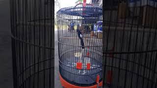 Download lagu Murai batu pastol gacor memanggil lawan jember punya bos mp3