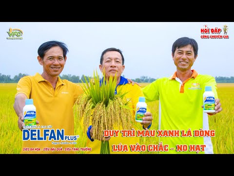 Delfan Plus - Xanh Lá Đòng - Nuôi Hạt Siêu Chắc | Hỏi Đáp Cùng Chuyên Gia
