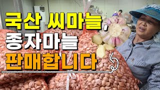 국산 씨마늘 마늘종자 저렴하게 판매합니다 산지직송 가격은?