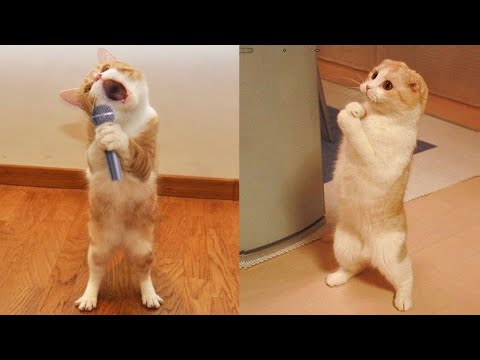 Funniest Animals - Best Of The 2021 Funny Animal Videos #41