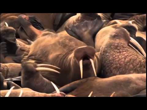 maschek - Auf nach Fuschl