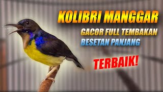 Download lagu KOLIBRI MANGGAR GACOR FULL ISIAN NGOBRA - MASTERAN SUARA BURUNG KOLIBRI KELAPA FULL TEMBAKAN NGECRET mp3