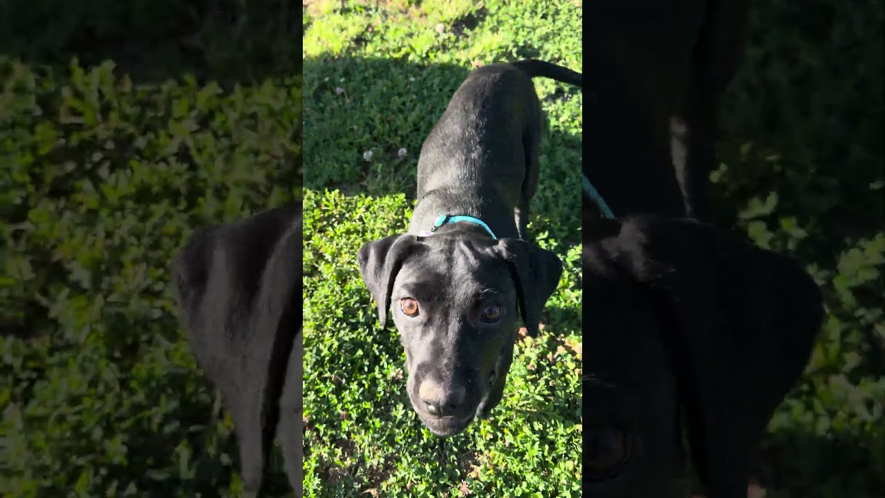Enlarge Lily Mae, a ADOPTABLE mixed breed in Nashville, TN video 2/6