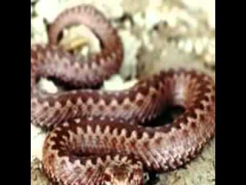 Ledko - Zoologická záhrada