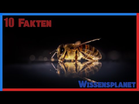10 Fakten | die Honigbienen | Deutsch | Dein Wissensplanet