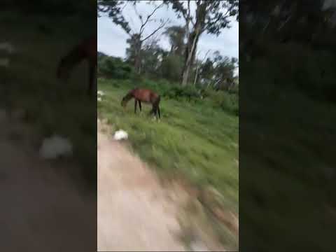 pisteando con el negro de zona sur subiendo por el monte en isla de cañas salta argentina