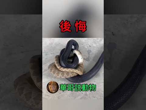 蝮蛇仗著自己身懷劇毒,不知死活地惹了一輩子最不能惹的「黑王蛇」 #animals #snake #shorts #動物 #華哥説動物