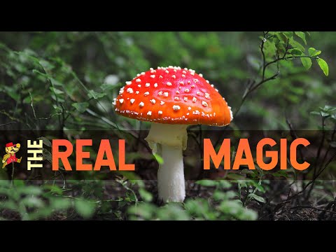 12,000 People Ate this Mushroom and This is What We Found!