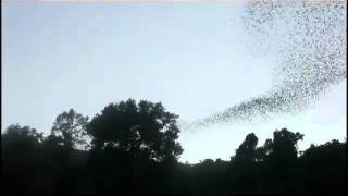 preview picture of video 'Flight of Insect Bats'